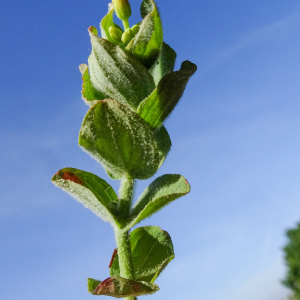 Photographie n°2577560 du taxon Hypericum elodes L. [1759]