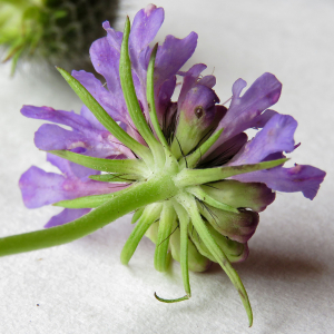 Photographie n°2577588 du taxon Scabiosa lucida Vill.