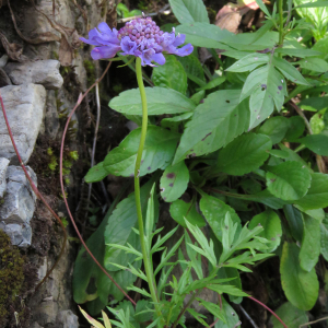 Photographie n°2577589 du taxon Scabiosa lucida Vill.