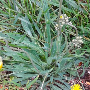 Photographie n°2577599 du taxon Hieracium caespitosum Dumort. [1827]