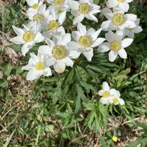 Photographie n°2577600 du taxon Anemone narcissiflora L. [1753]