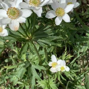 Photographie n°2577601 du taxon Anemone narcissiflora L. [1753]