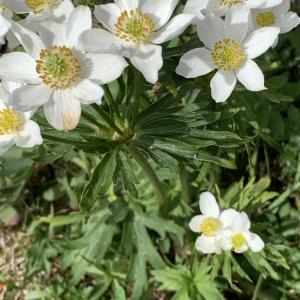 Photographie n°2577602 du taxon Anemone narcissiflora L. [1753]