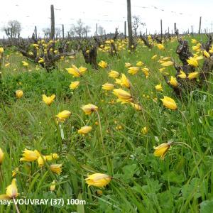 Photographie n°2577633 du taxon Tulipa sylvestris L.