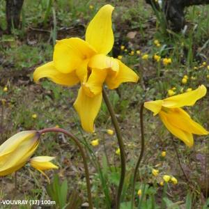 Photographie n°2577634 du taxon Tulipa sylvestris L.