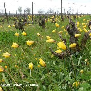 Photographie n°2577635 du taxon Tulipa sylvestris L.