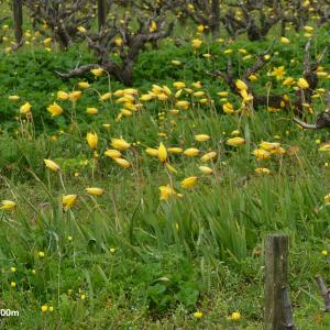 Photographie n°2577636 du taxon Tulipa sylvestris L.