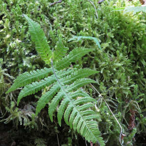 Photographie n°2577644 du taxon Phegopteris connectilis (Michx.) Watt