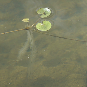 Photographie n°2577697 du taxon Hydrocharis morsus-ranae L.