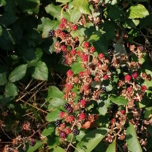 Photographie n°2577712 du taxon Rubus ulmifolius Schott