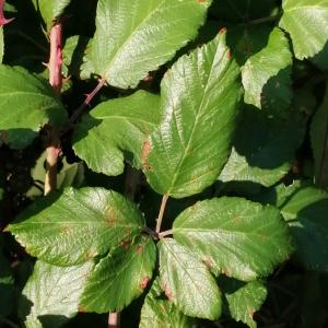 Photographie n°2577713 du taxon Rubus ulmifolius Schott
