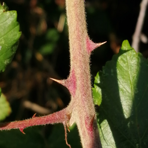Photographie n°2577714 du taxon Rubus ulmifolius Schott