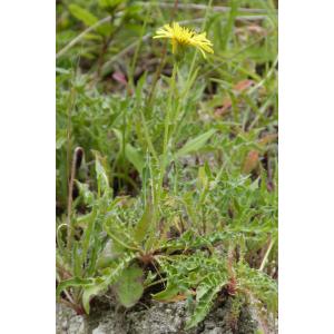 Leontodon hispidus subsp. hyoseroides (Welw. ex Rchb.) Murr (Liondent des éboulis)