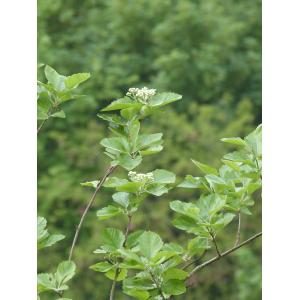 Sorbus sarcocarpa Gand. (Sorbier confus)