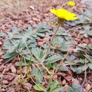 Photographie n°2577772 du taxon Pilosella officinarum F.W.Schultz & Sch.Bip.