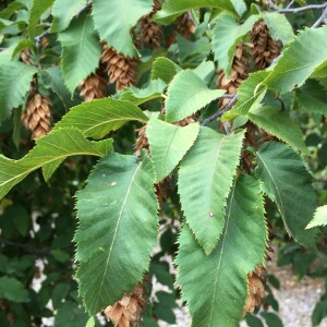 Photographie n°2577790 du taxon Ostrya carpinifolia Scop. [1772]