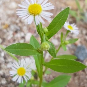 Photographie n°2577794 du taxon Erigeron annuus (L.) Desf.