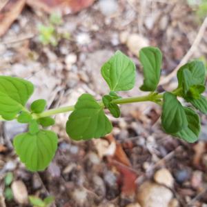 Photographie n°2577797 du taxon Clinopodium nepeta (L.) Kuntze