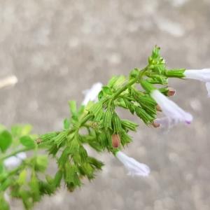 Photographie n°2577799 du taxon Clinopodium nepeta (L.) Kuntze