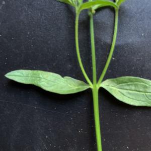 Photographie n°2577835 du taxon Verbena officinalis L. [1753]