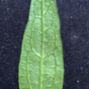 Photographie n°2577836 du taxon Verbena officinalis L. [1753]