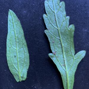 Photographie n°2577839 du taxon Verbena officinalis L. [1753]