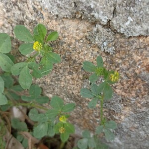 Photographie n°2577897 du taxon Medicago lupulina L. [1753]