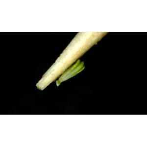 Alisma gramineum Lej. (Alisma à feuilles de graminée)