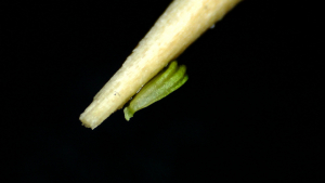 tfournet, le 29 août 2023 (Montigny-le-Bretonneux)