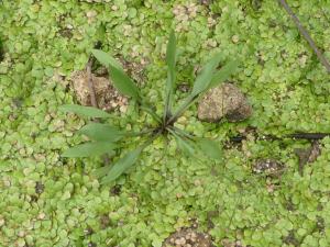 tfournet, le 29 août 2023 (Montigny-le-Bretonneux)