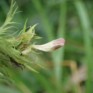 Photographie n°2577945 du taxon Melampyrum arvense L.