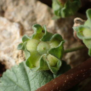 Photographie n°2577955 du taxon Malva neglecta Wallr.