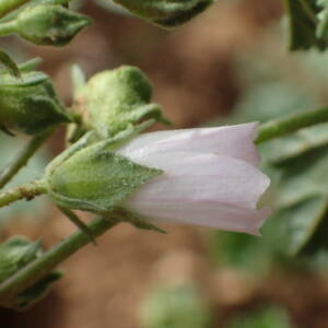 Photographie n°2577956 du taxon Malva neglecta Wallr.