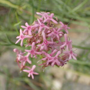  - Centranthus angustifolius (Mill.) DC.