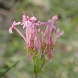  - Centranthus angustifolius (Mill.) DC.