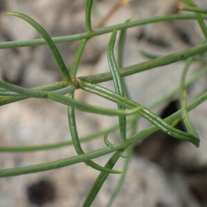  - Centranthus angustifolius (Mill.) DC.