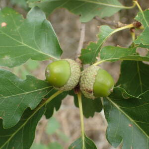  - Quercus petraea (Matt.) Liebl.