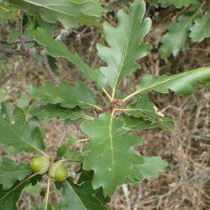  - Quercus petraea (Matt.) Liebl.