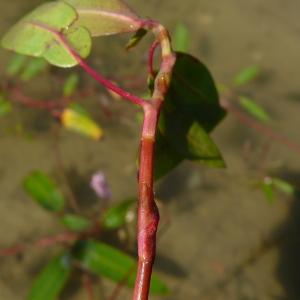 Photographie n°2578006 du taxon Persicaria amphibia (L.) Gray [1821]