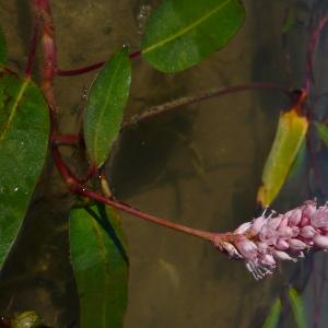 Photographie n°2578008 du taxon Persicaria amphibia (L.) Gray [1821]