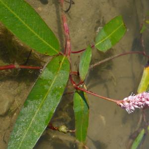 Photographie n°2578010 du taxon Persicaria amphibia (L.) Gray [1821]