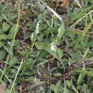 Photographie n°2578036 du taxon Spiranthes spiralis (L.) Chevall. [1827]