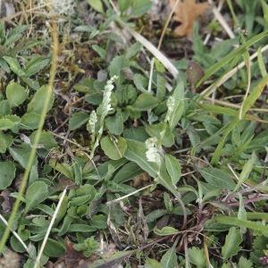 Photographie n°2578038 du taxon Epipactis purpurata Sm. [1828]