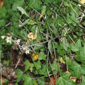 Photographie n°2578040 du taxon Epipactis purpurata Sm. [1828]