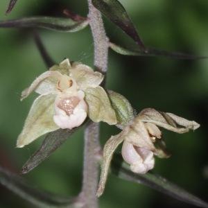 Photographie n°2578041 du taxon Epipactis purpurata Sm. [1828]