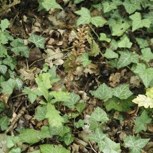 Photographie n°2578042 du taxon Neottia nidus-avis (L.) Rich. [1817]