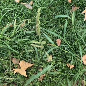 Photographie n°2578066 du taxon Echinochloa crus-galli (L.) P.Beauv. [1812]