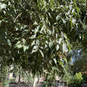 Photographie n°2578090 du taxon Celtis australis L. [1753]