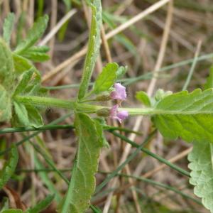 Photographie n°2578106 du taxon Teucrium scordium L. [1753]