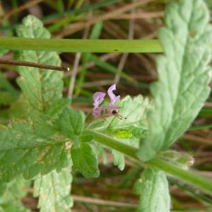 Photographie n°2578108 du taxon Teucrium scordium L. [1753]